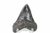 Fossil Megalodon Tooth - Georgia #151540-2